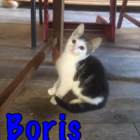 LS Boris kater