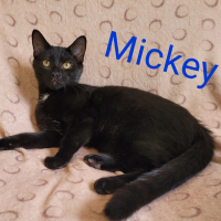 MH MIckey kater