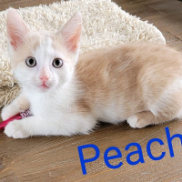 MH Peachy kater