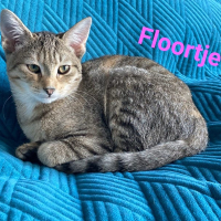 AS Floortje poes