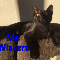 LS Mr. Wiskers kater