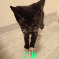 NL Lotje poes