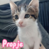 AB Propje poes