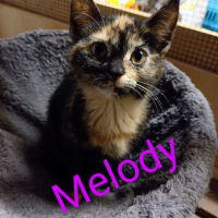 AB Melody poes