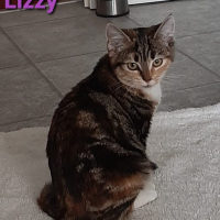 AM Lizzy poes