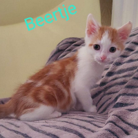 AR Beertje kater