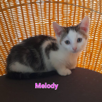 MHO Melody poes