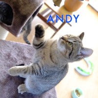 MS Andy kater