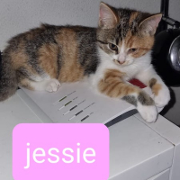 PS Jessie poes