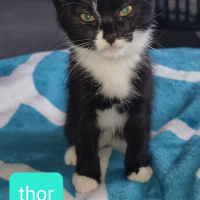 PS Thor kater