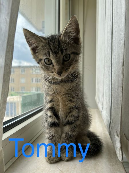 LH Tommy kater